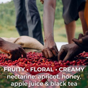 Burundi Kayanza Giku Anaerobic Honey
